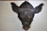 WILD BOAR MOUNT!!!