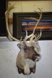 CARIBOU MOUNT!!!