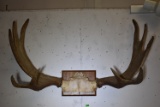 MOOSE RACK!!