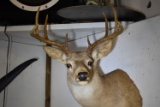 DEER MOUNT!!