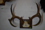 VERY NICE RACK!!!