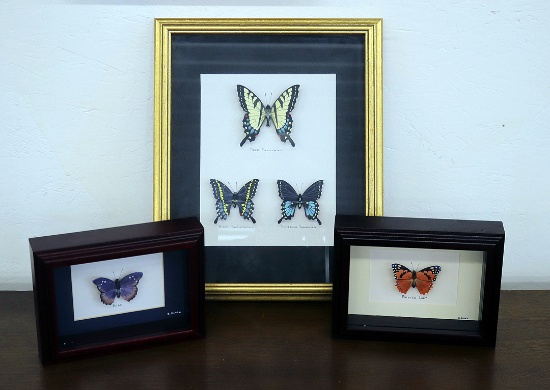 Hand Carved Balsa Wood  Butterfly Replicas by Barry Black