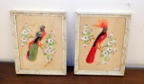 Feather Bird Framed Pictures