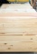 Eastern White Pine