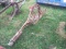 INTERNATIONAL SINGLE BOTTOM MOUNTED PLOW