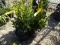 BOXWOOD WINTERGREEN, BID X 3