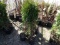PYRAMID ARBOROITAE, BID X 6