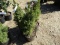 DWARF ALBERTA SPRUCE, BID X 3