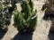 DWARF ALBERTA SPRUCE, BID X 3