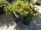 AZALEA CORAL BELLS, BID X 3