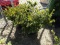 AZALEA CORAL BELLS, BID X 8