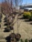 PROFUSION DBL PINK FLOWERING CRAB APPLE, BID X 3
