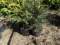 NORWAY SPRUCE, BID X 3