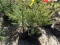 NORWAY SPRUCE, BID X 3