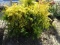 GOLD SPANGLE CYPRESS, BID X 3