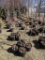 PINK LADY APPLE TREE (1), MATSU APPLE TREE (1), MCINTOSH  APPLE TREE (1), Y