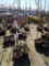 BING SWEET CHERRY (1), BLACK TARTARIAN CHERRY (1), MONTMORENCY CHERRY (1),