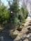 SERBIAN SPRUCE TREES, BID X 5