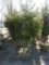 NORWAY SPRUCE TREES, BID X 5