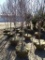 MAPLE SUN  VALLEY TREES, BID X 5