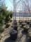 POTTED MAPLE AUTUMN BLAZE TREES, BID X 5