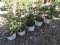 WHITE SPRUCE, BID X 5