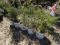 WHITE SPRUCE, BID X 5