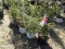 WHITE SPRUCE, BID X 5