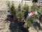 WHITE SPRUCE, BID X 5