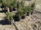 BLACK HILLS SPRUCE, BID X 5