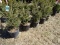 BLACK HILLS SPRUCE, BID X 5
