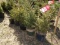 BLACK HILLS SPRUCE, BID X 5