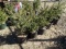 BLACK HILLS SPRUCE, BID X 5