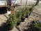 BLACK HILLS SPRUCE, BID X 5