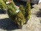 ARBORVITAE, BID X 5