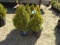 ARBORVITAE, BID X 5