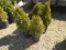 ARBORVITAE, BID X 5