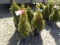 ARBORVITAE, BID X 5