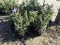 BLUE WONDER SPRUCE, A SILVER STRAIN OF THE SPRUCE FAMILY, EASY TO GROW, LIK