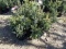 BLUE WONDER SPRUCE, A SILVER STRAIN OF THE SPRUCE FAMILY, EASY TO GROW, LIK