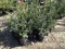 BLUE WONDER SPRUCE, A SILVER STRAIN OF THE SPRUCE FAMILY, EASY TO GROW, LIK