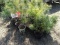 EASTERN WHITE PINES, FASTEST GROWING EVERGREEN TREE, GROWS IN FULL SUN AND
