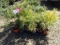 (30) EASTERN WHITE PINES AND (6) BLUE SPRUCE TREES, SELLS WITH PLANTING INS