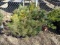 EASTERN WHITE PINES, FASTEST GROWING EVERGREEN TREE, GROWS IN FULL SUN AND