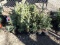BLUE WONDER SPRUCE, A SILVER STRAIN OF THE SPRUCE FAMILY, EASY TO GROW, LIK