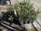 BLUE WONDER SPRUCE, A SILVER STRAIN OF THE SPRUCE FAMILY, EASY TO GROW, LIK