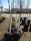 AUTUMN BLAZE MAPLE, BID X 4