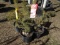 SERBIAN SPRUCE, BID X 5