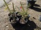 NORWAY SPRUCE, BID X 5