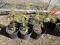 DOUGLAS FIR, BID X 5